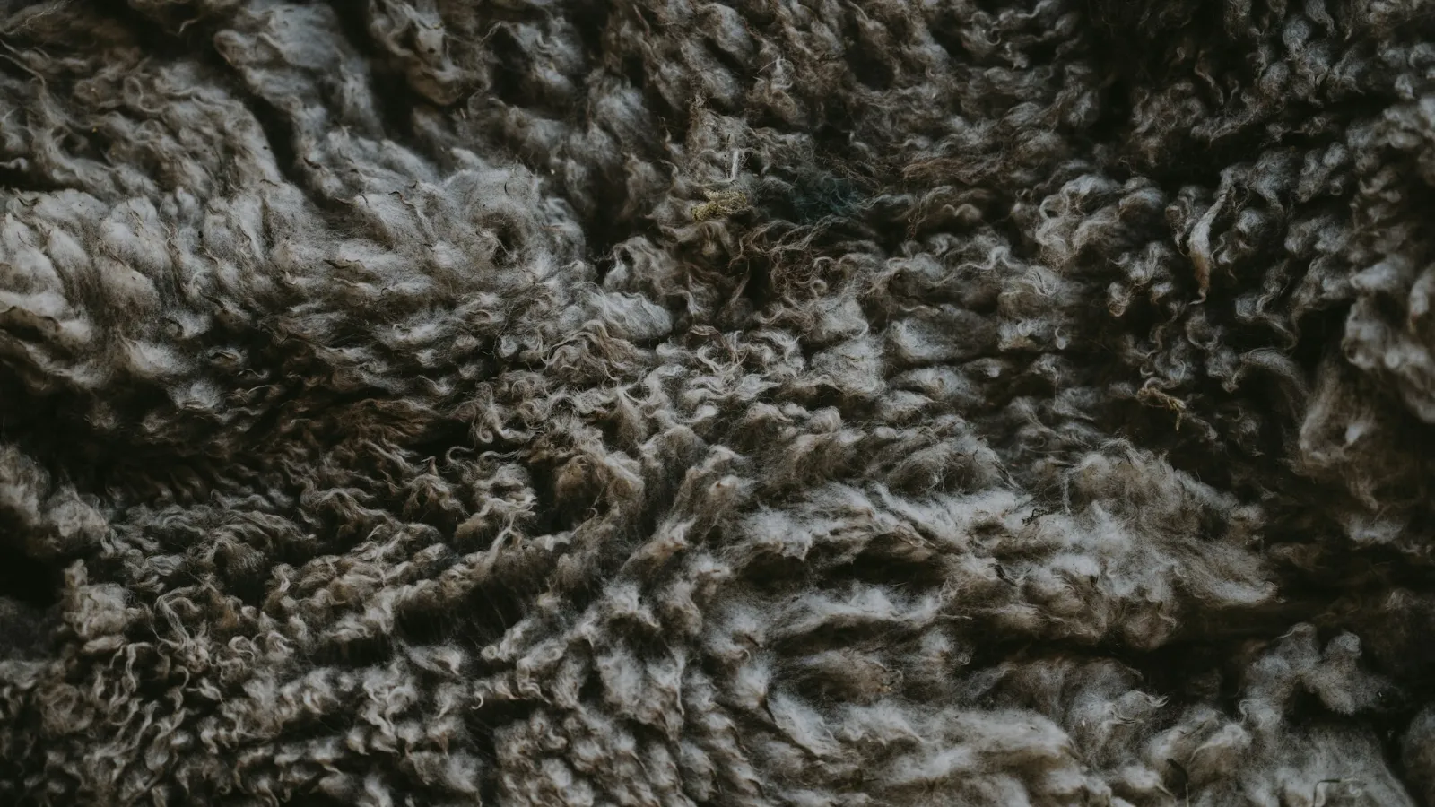Close-up of a deep shaggy carpet pile