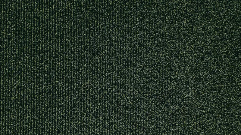 Dark green carpet texture