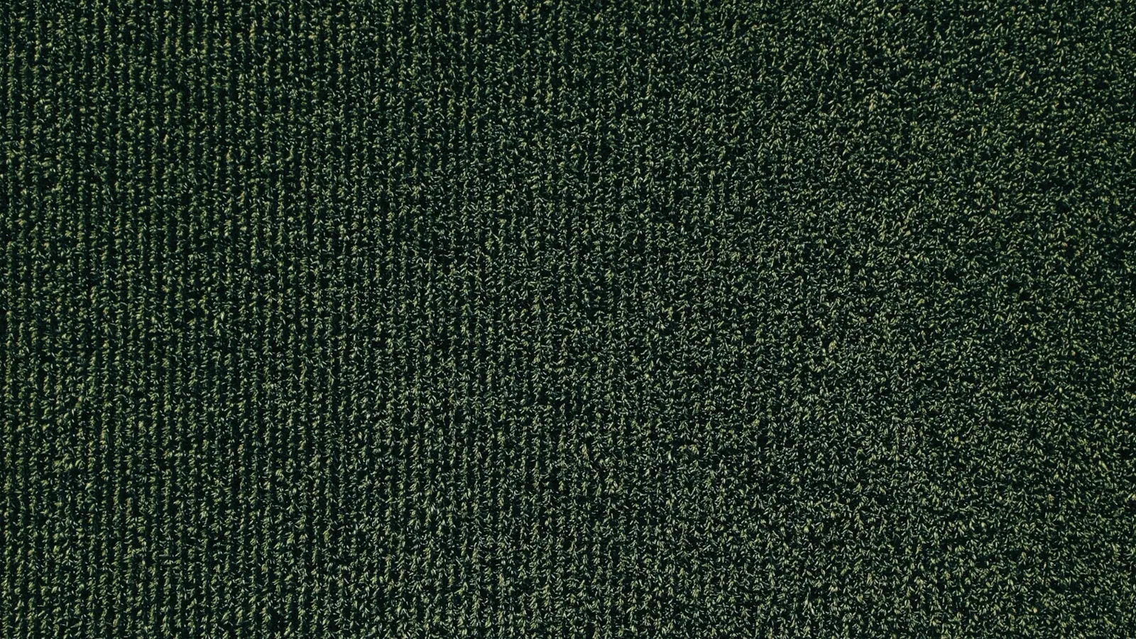 Dark green carpet texture