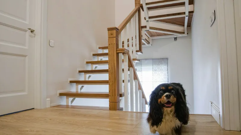 Dog sitting at the foot of an open timber staircase