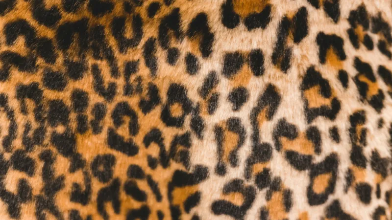 Leopard print pattern