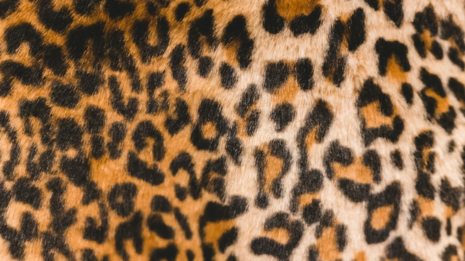 Leopard print pattern