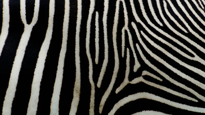 Zebra stripe pattern